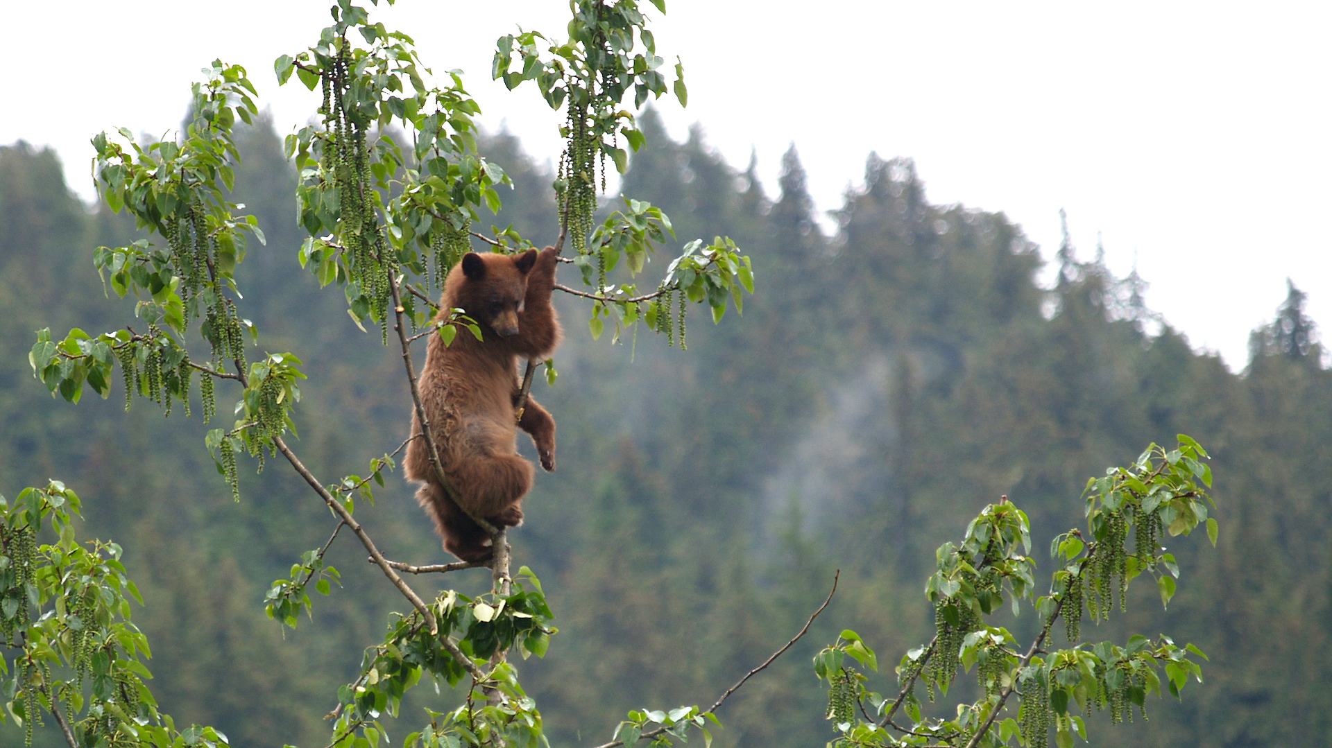 Bear in Tree